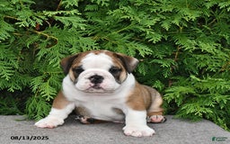 English Bulldog dogs for sale: Rolo - Image 1