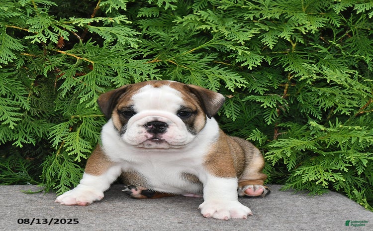 English Bulldog dogs for sale - Ad 2