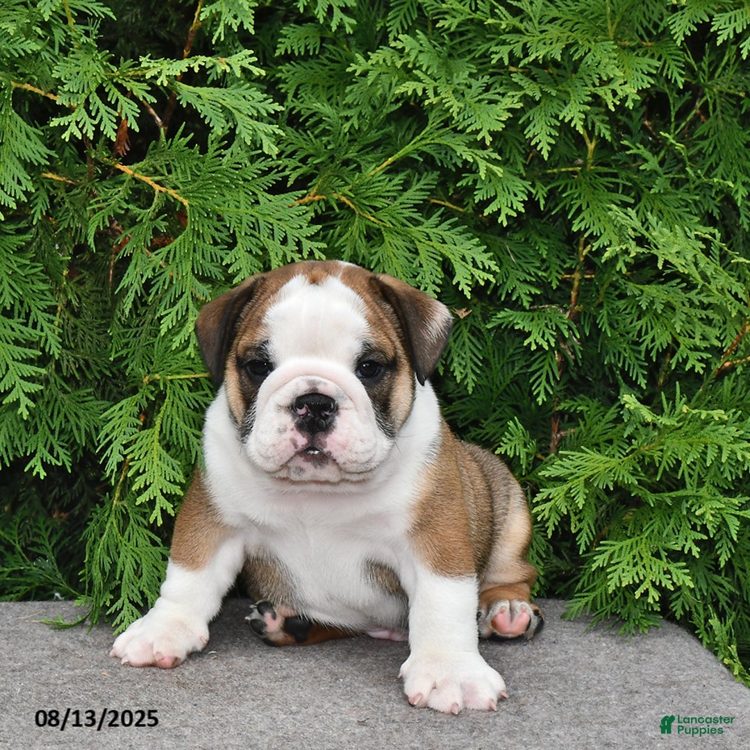 English Bulldog dogs for sale: Rolo - Image 1