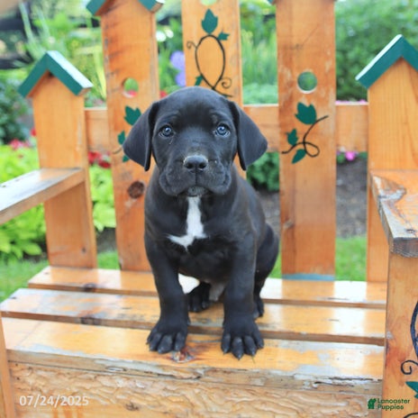 Cane Corso dogs for sale - Ad 1