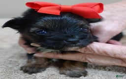 Yorkshire Terrier dogs for sale: Kai - Image 18