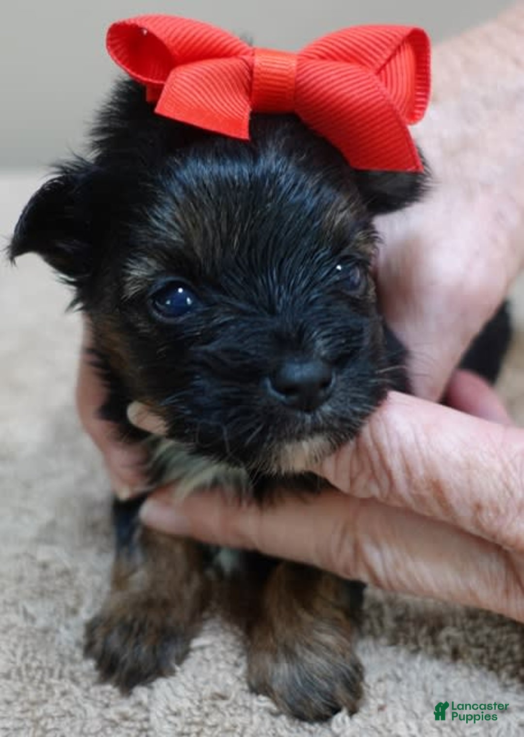 Yorkshire Terrier dogs for sale: Kai - Image 18