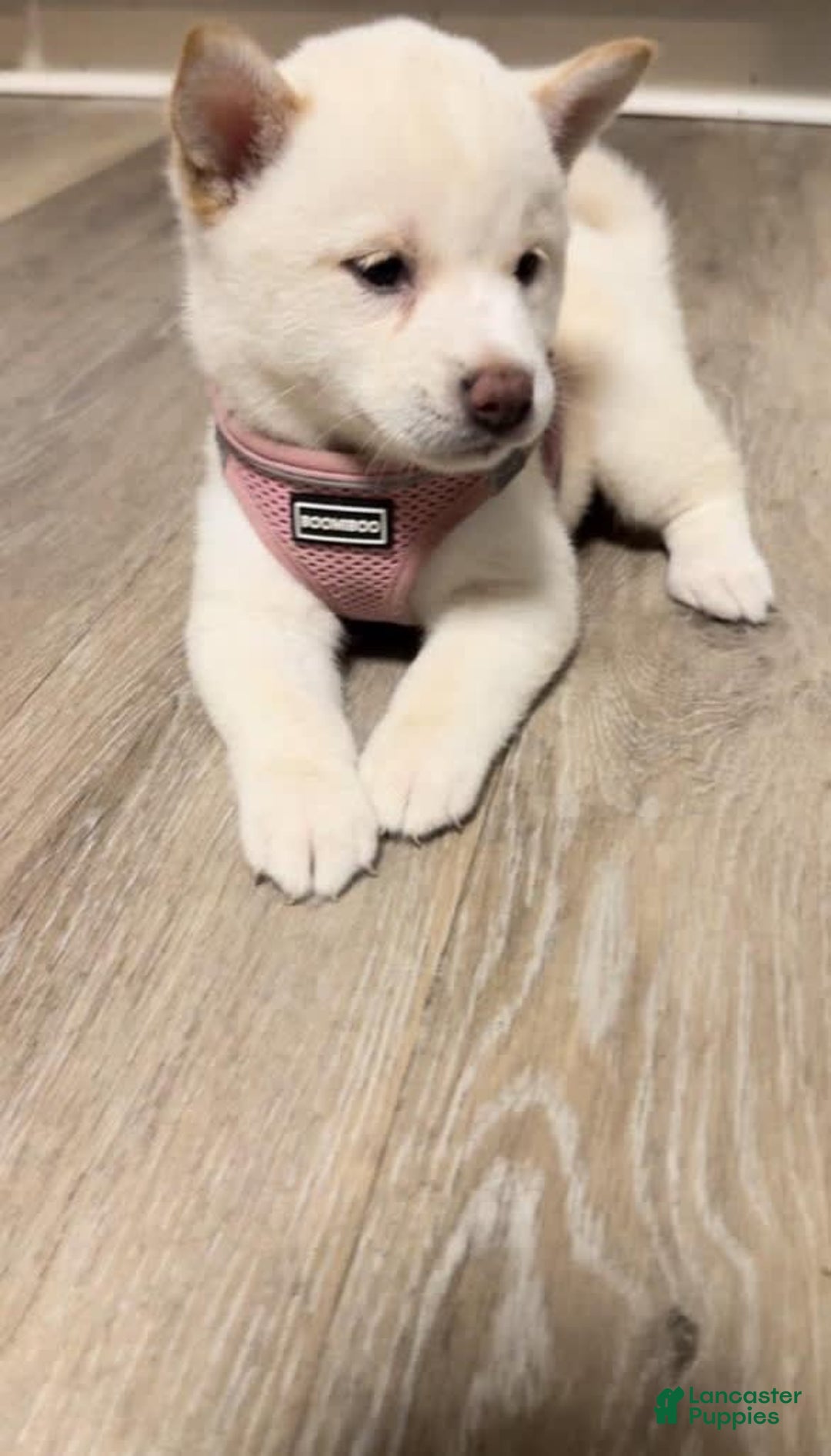 Shiba Inu dogs for sale: Daisy - Image 4