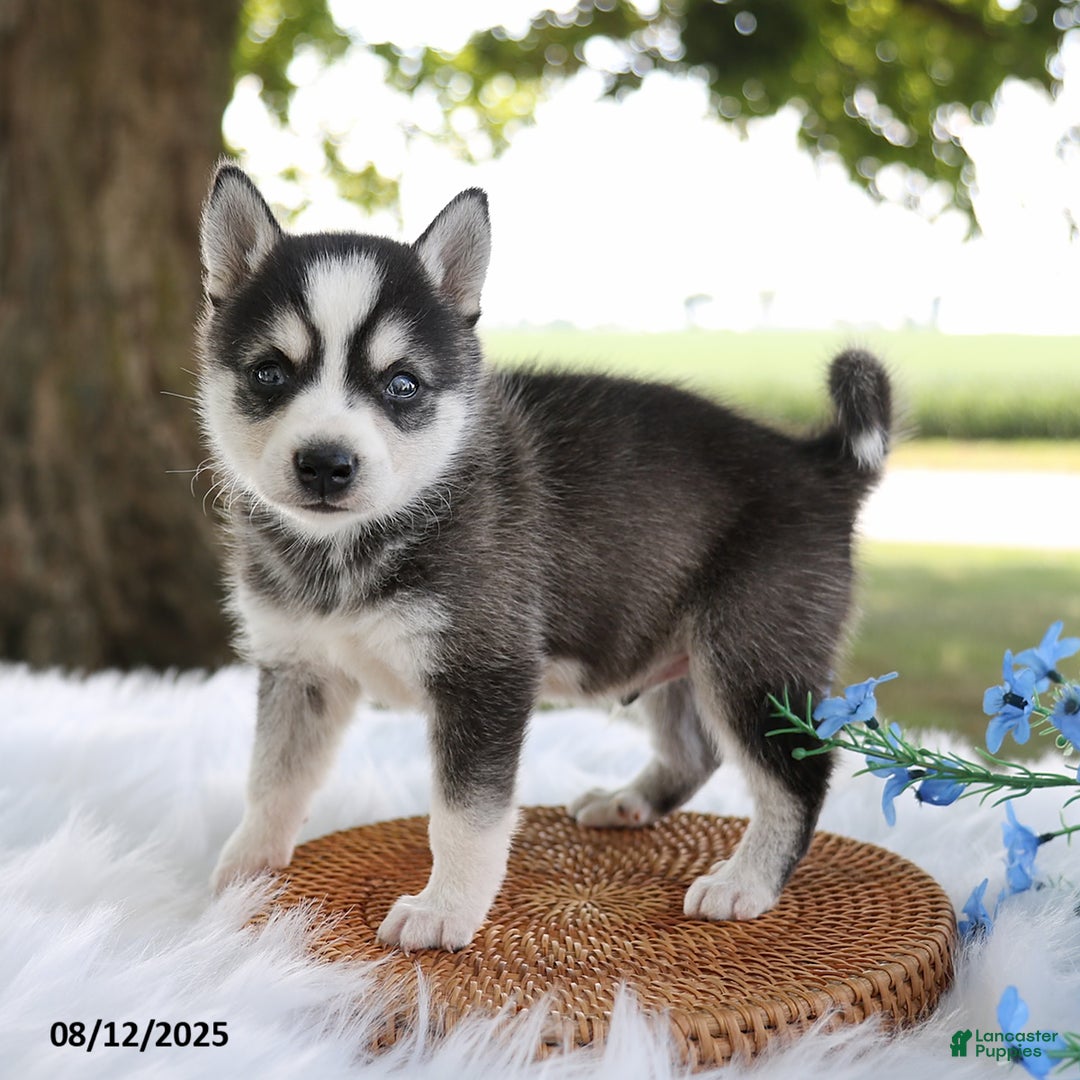 Alaskan Klee Kai dogs for sale: Alex - Image 1