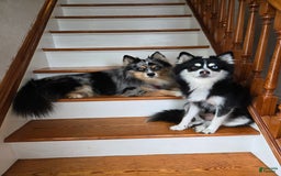 Pomsky dogs for sale: Blondie - Image 5