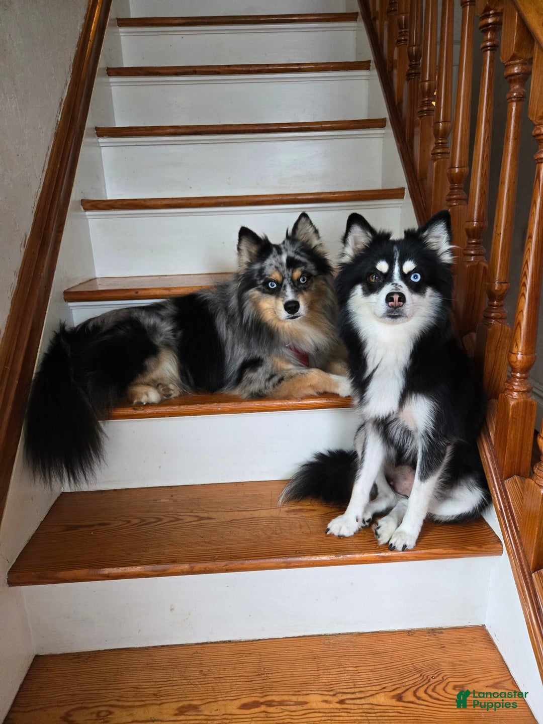 Pomsky dogs for sale: Blondie - Image 5