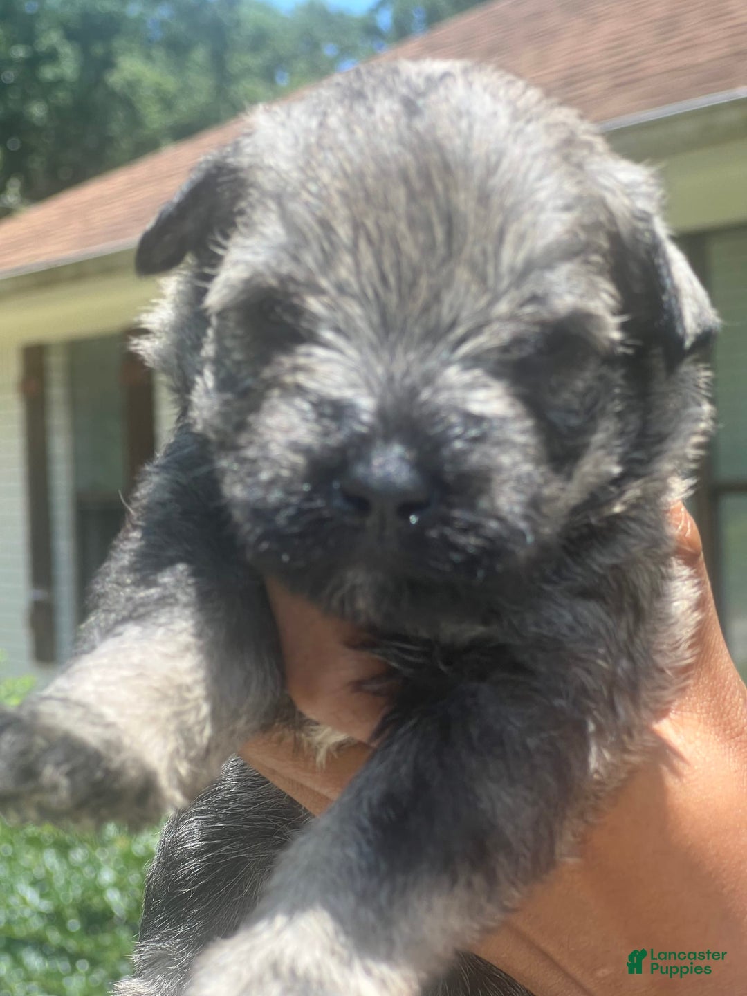 Miniature Schnauzer dogs for sale: Aqua - Image 3