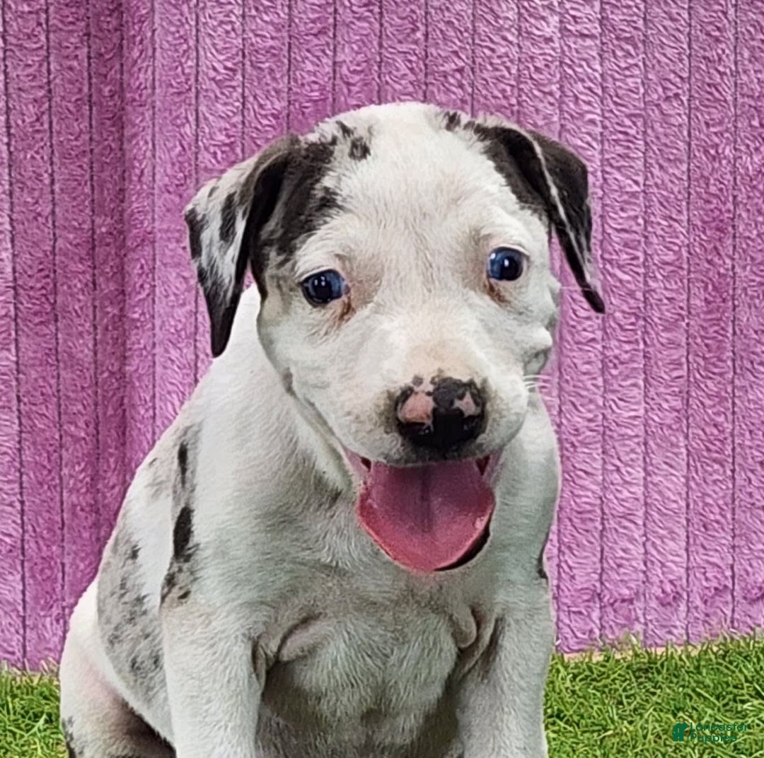 Catahoula Leopard Dog dogs for sale: Tess 2025 Female 6 - Image 17