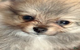 Pomeranian dogs for sale: Shaggy - Image 1