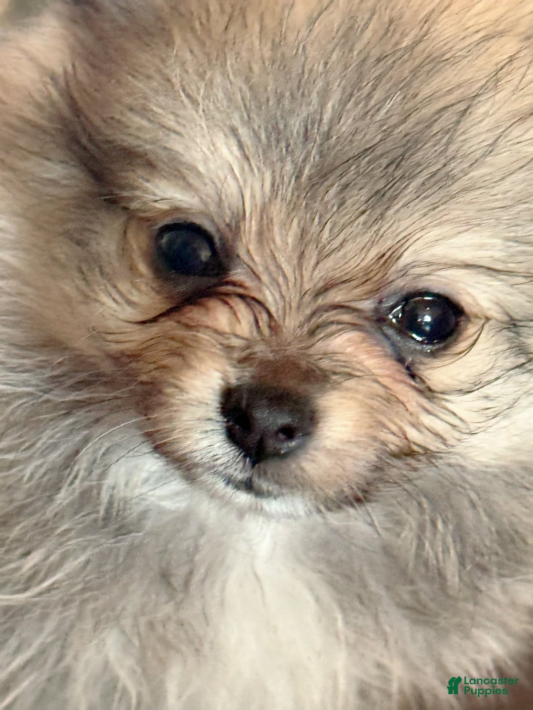 Pomeranian dogs for sale: Shaggy - Image 1