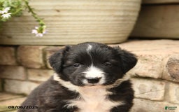 Border Collie dogs for sale: Mandy - Image 3