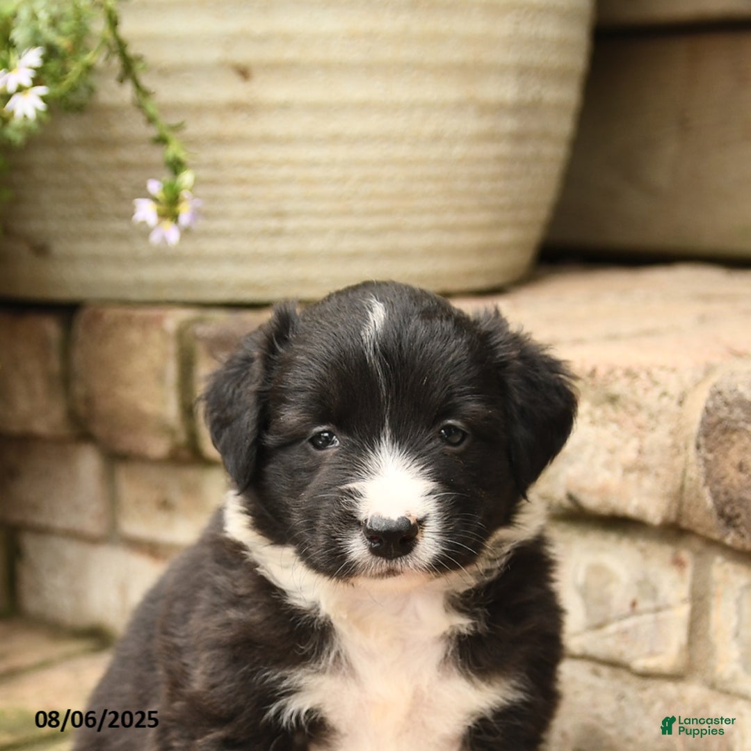 Border Collie dogs for sale: Mandy - Image 3