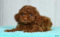 Cavapoo dogs for sale: Bobby - Image 8