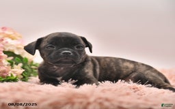Boston Terrier dogs for sale: Stanley - Image 2