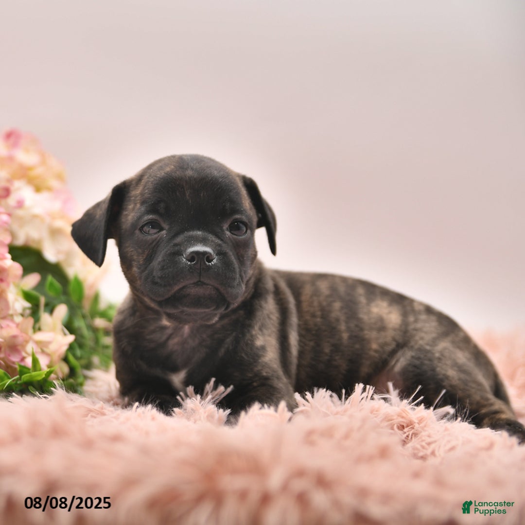 Boston Terrier dogs for sale: Stanley - Image 2