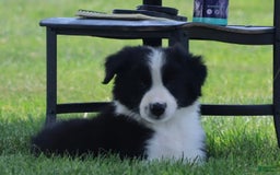 Border Collie dogs for sale: Kingston - Image 4