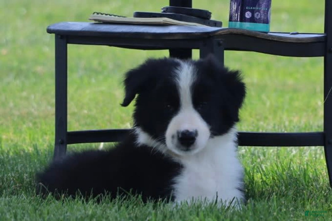 Border Collie dogs for sale: Kingston - Image 4