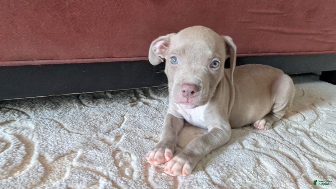 American Bully dogs for sale: Yellow Boy - Image 6