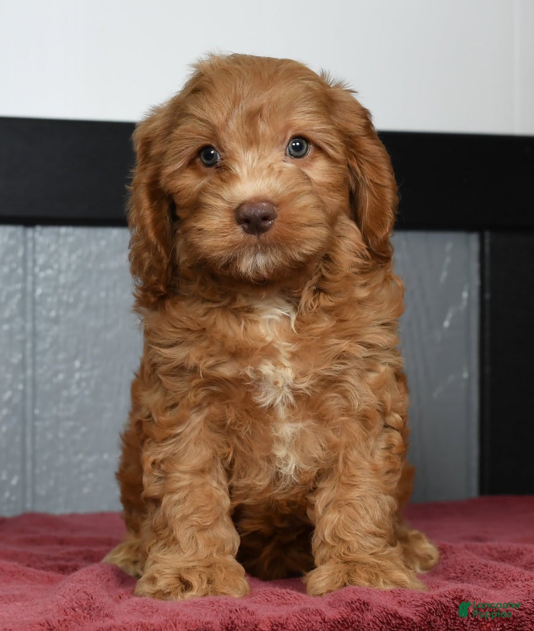 Cavapoo dogs for sale: Jackson - Image 9