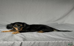 Miniature Dachshund dogs for sale: Skye - Image 2