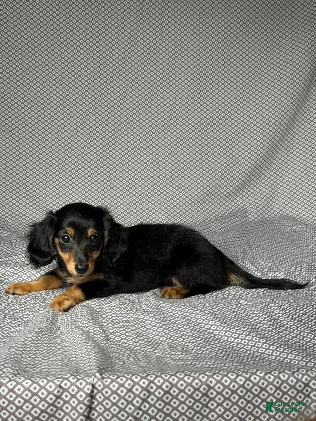 Miniature Dachshund dogs for sale: Skye - Image 2