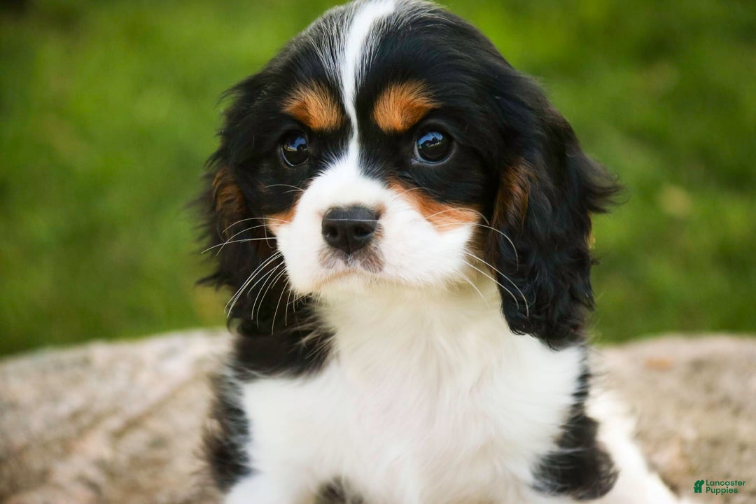 Cavalier King Charles Spaniel dogs for sale: Nero - Image 14