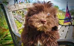 Havapoo dogs for sale: Humble - Image 8