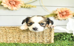 Papillon dogs for sale: Blake - Image 5