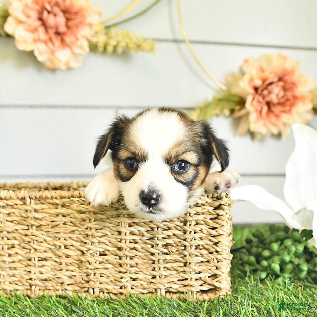 Papillon dogs for sale: Blake - Image 5