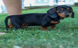 Miniature Dachshund dogs for sale: Sparky - Image 1