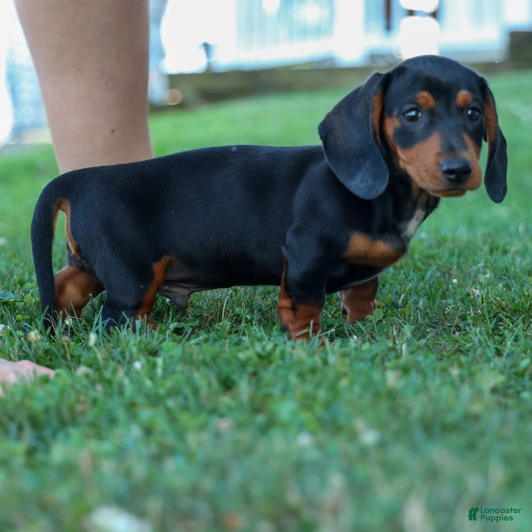 Miniature Dachshund dogs for sale: Sparky - Image 1