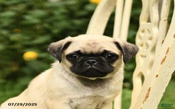 Pug dogs for sale: Jasmine - Image 6