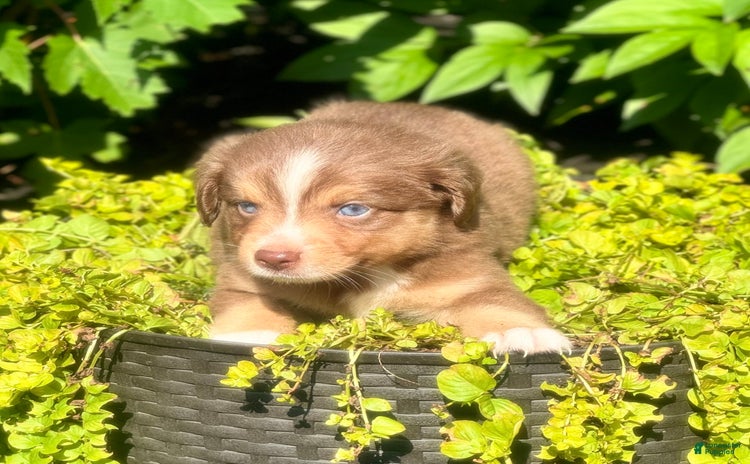 Miniature Australian Shepherd dogs for sale - Ad 1