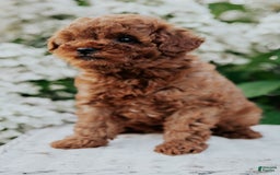 Mini Goldendoodle dogs for sale: Chloe - Image 4