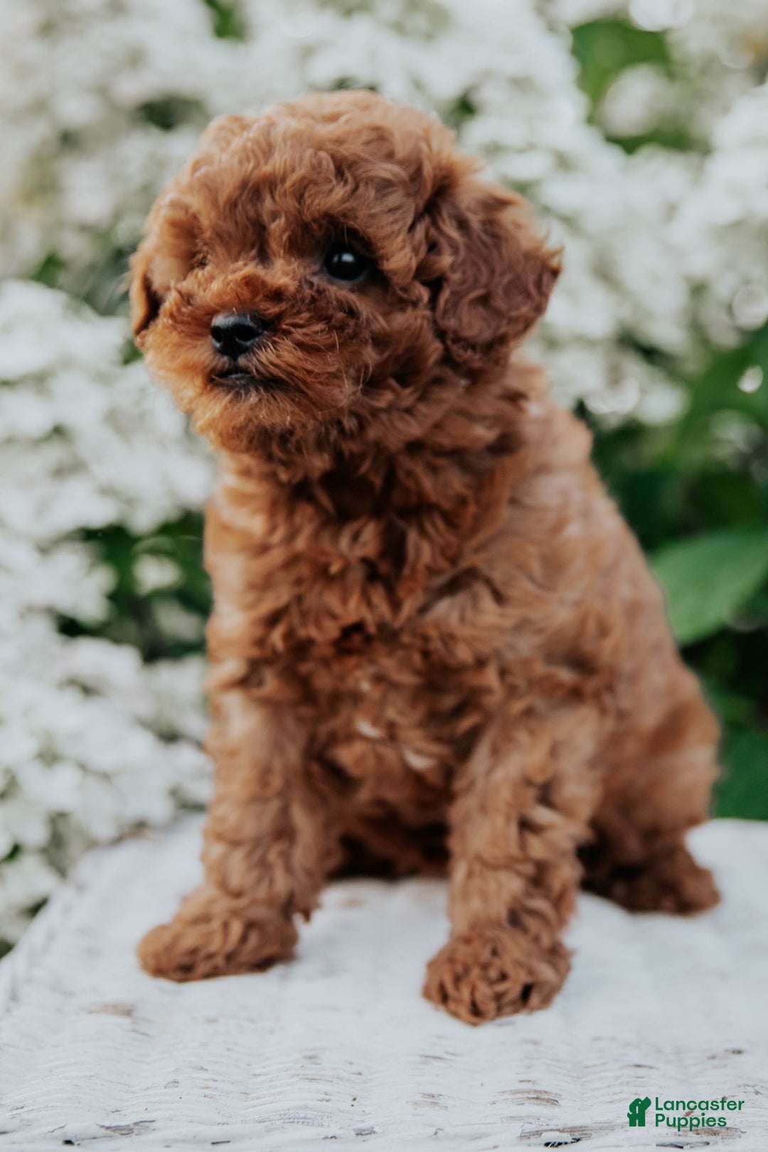 Mini Goldendoodle dogs for sale: Chloe - Image 4