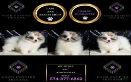 Pomeranian dogs for sale: Mr. Merle - Image 3