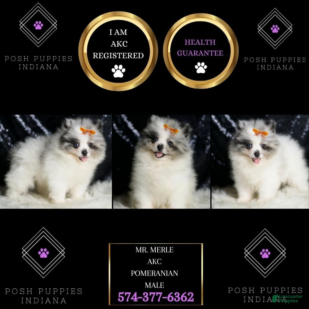 Pomeranian dogs for sale: Mr. Merle - Image 3