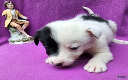 Border Collie dogs for sale: Hondo - Image 20