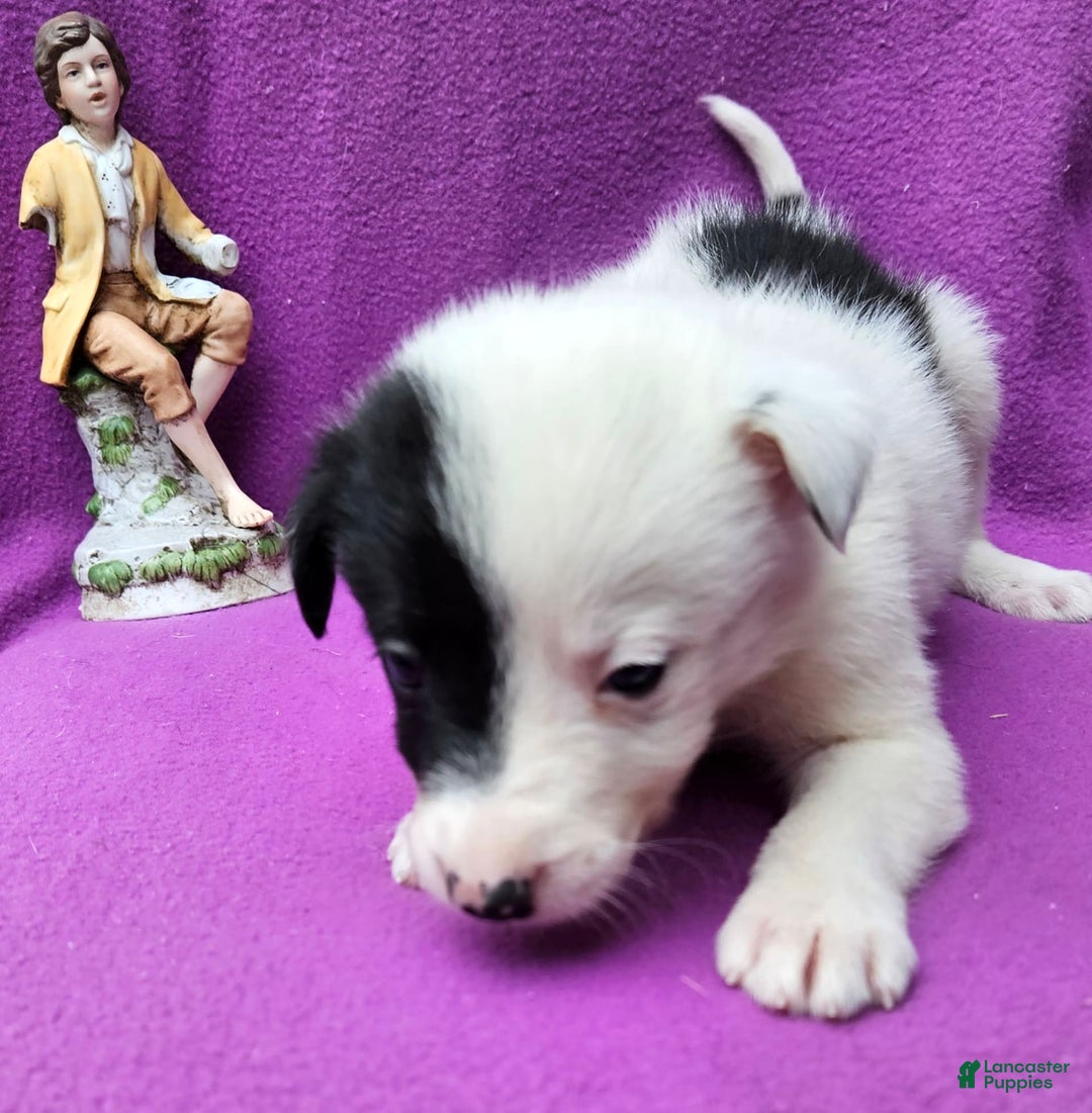 Border Collie dogs for sale: Hondo - Image 20