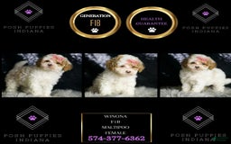 Maltipoo dogs for sale: Winona - Image 3