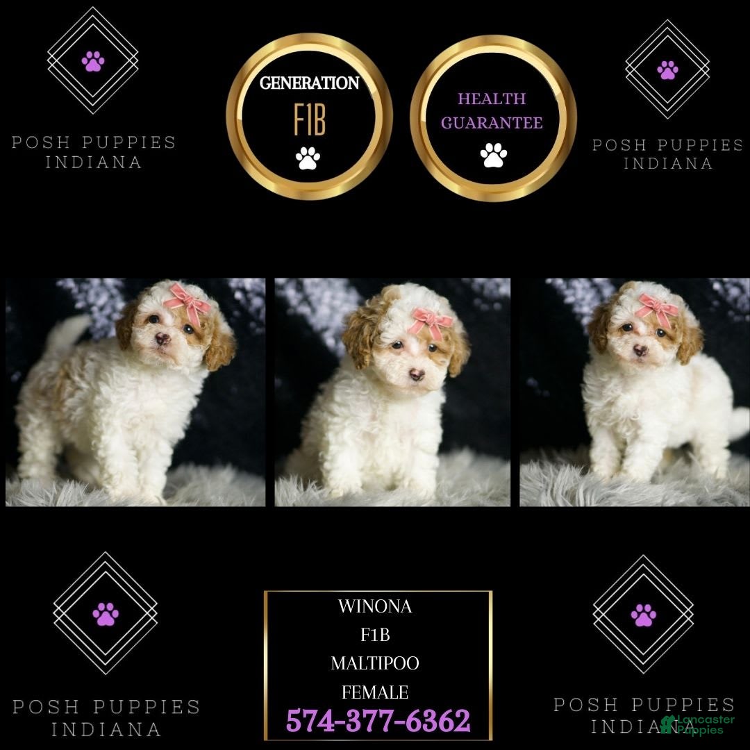 Maltipoo dogs for sale: Winona - Image 3