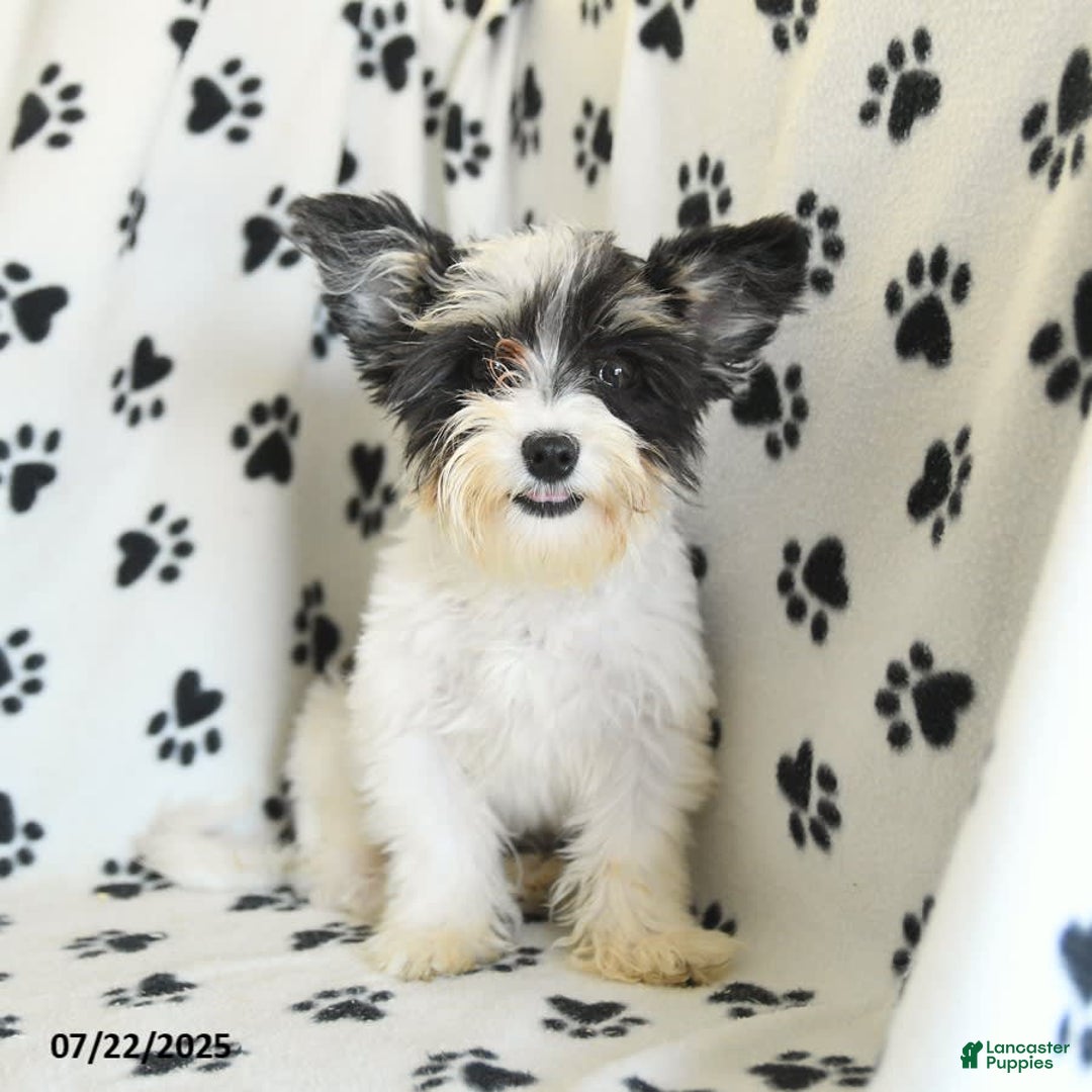 Morkie dogs for sale: Boots - Image 3
