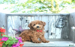 Toy Poodle dogs for sale: Roscoe - Image 1