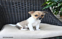 Pomeranian dogs for sale: Nugget - Image 1