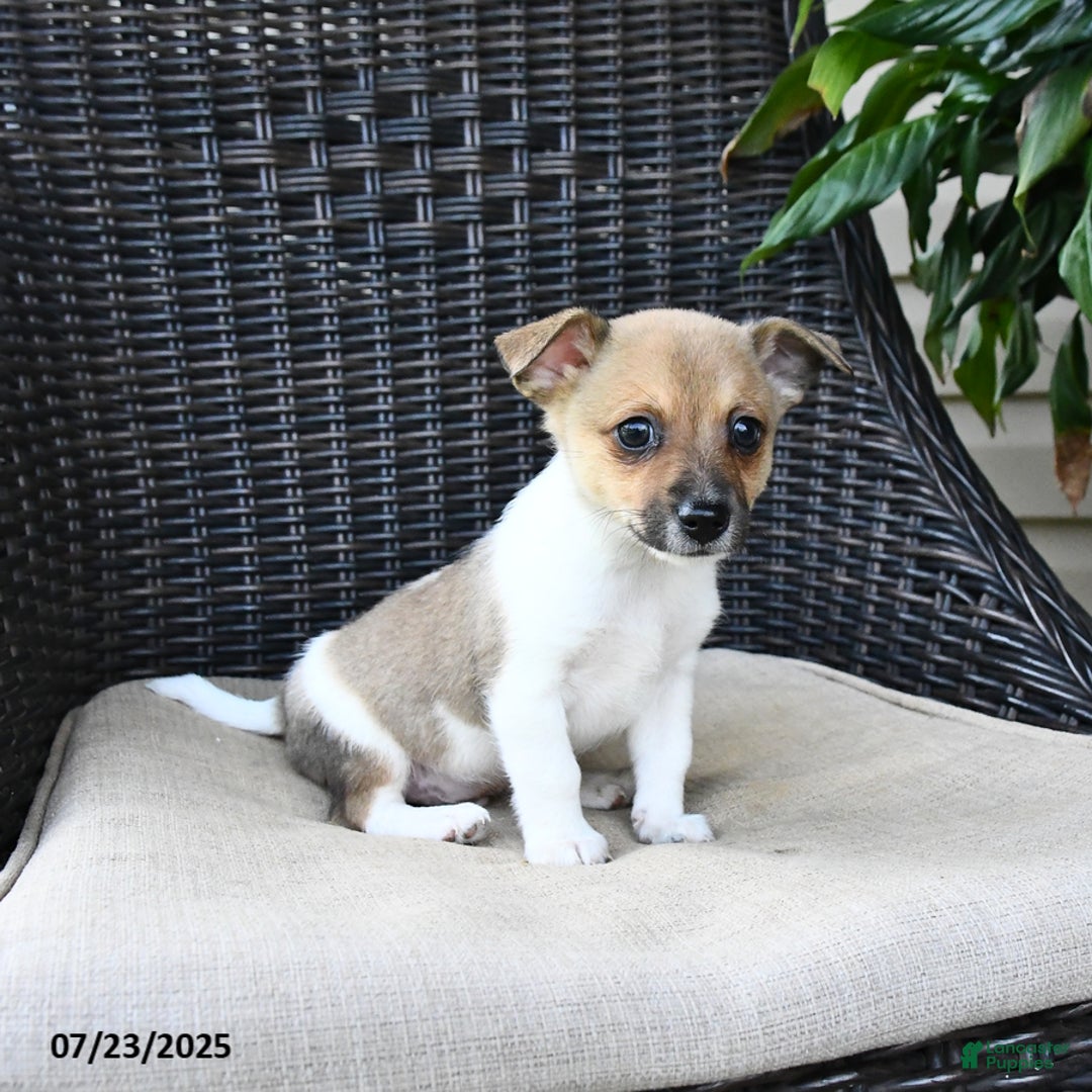 Pomeranian dogs for sale: Nugget - Image 1