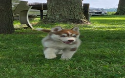 Siberian Husky dogs for sale: Glory - Image 6