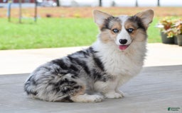 Welsh Corgi Pembroke dogs for sale: Annie - Image 1