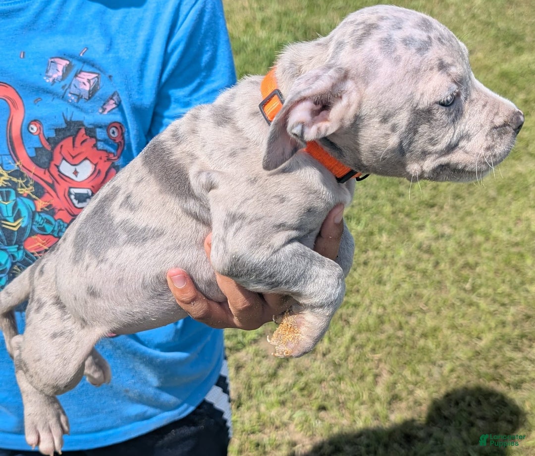 American Bully dogs for sale: Orange Girly - Image 7