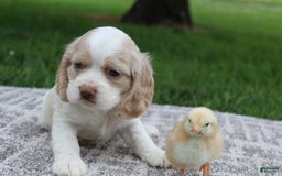 Cocker Spaniel dogs for sale: Rose - Image 5