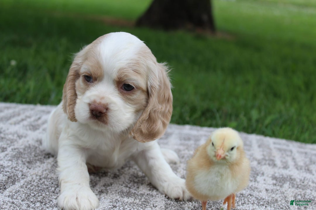 Cocker Spaniel dogs for sale: Rose - Image 5